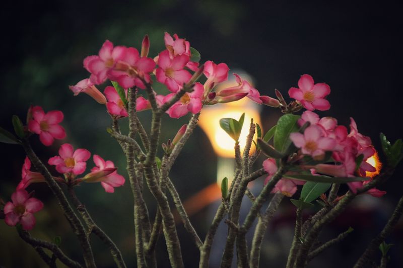 വസന്തോത്സവം 2019
