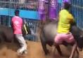 Tamil Nadu's Avaniapuram residents celebrate Pongal with bull-taming sport