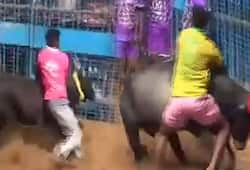 Tamil Nadu's Avaniapuram residents celebrate Pongal with bull-taming sport