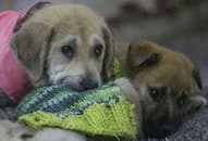 Nursed to death? 15 puppies poisoned, beaten to death in Kolkata