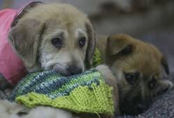 Nursed to death? 15 puppies poisoned, beaten to death in Kolkata