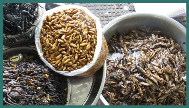 পোকা খাওয়ার অভ্যাসকে বলে এন্টোমোফ্যাগি। মধ্য ও দক্ষিণ আমেরিকা, আফ্রিকা, এশিয়া, অস্ট্রেলিয়া, নিউজিল্যান্ড-সহ বিশ্বের নানা দেশের খাদ্যাভাসেই পোকা রয়েছে। সমীক্ষা বলছে ৮০ শতাংশ মানুষ ‘এন্টোমোফ্যাগাস’। হাজারেরও বেশি ধরনের পোকা রয়েছে তাদের খাবারের তালিকায়। মেক্সিকোতে পুষ্টিকর খাবার হিসেবে পোকার চল রয়েছে।
