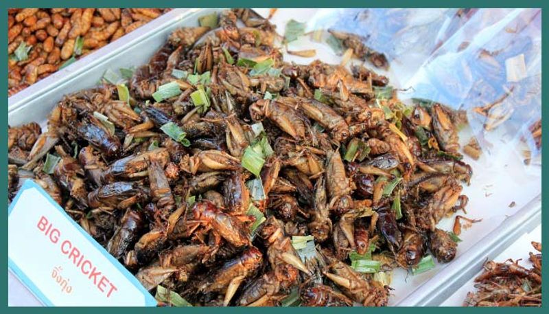 কঙ্গো প্রজাতন্ত্রের পূর্ব দিকে উত্তর কিভুর রাজধানী গোমা। রুক্ষ, আগ্নেয়গিরি ঘেরা এই শহরের সিংহভাগ দারিদ্রসীমার নীচে। খাদ্যাভাসে পোকাতেই এরা স্বচ্ছন্দ। বাজারে রীতিমতো পসরা সাজিয়ে পোকা কেনাবেচা চলে। ঝিঁঝিঁ, গঙ্গাফড়িং, মথের লার্ভা। তবে উপাদেয় ও সুস্বাদু পোকা হিসেবে পঙ্গপালের কদর একটু বেশি। প্রোটিনও ভরপুর এবং পুষ্টিও মেলে।