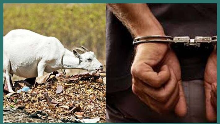 Raped by drunken laborer three-months pregnant goat dies in Bihar Raped by drunken laborer three-months pregnant goat dies in Bihar