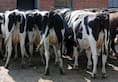 Man arrested injecting cows with sedative Greater Noida suspected of cow selling video