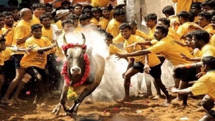 Try to stop beta jellikattu Try to stop beta jellikattu