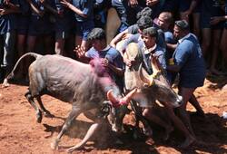 Jallikattu event in Tamil Nadu organised with 100 bulls kills 'Villain'