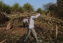 Irate cane farmers could spoil party 50 Lok Sabha seats 2019 polls