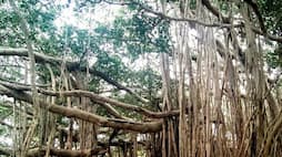The magnificence of the worlds oldest banyan tree located in Kolkata iwh
