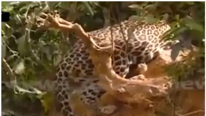 leopard trapped in tea estate, wayanadu leopard trapped in tea estate, wayanadu