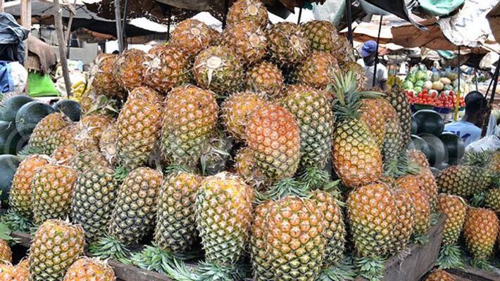 pineapple farmers in crisis pineapple farmers in crisis