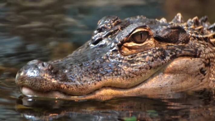 worker attacked in neyyar dam alligator centre worker attacked in neyyar dam alligator centre