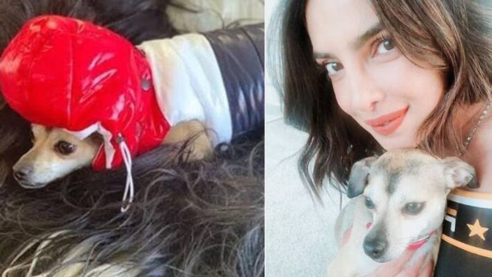 Priyanka Chopra gets her dog Rs 36 lakh jacket Priyanka Chopra gets her dog Rs 36 lakh jacket