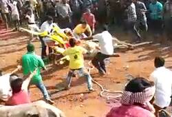 Kolar bull race Bull succumbs to injuries hundreds people watch Jallikattu