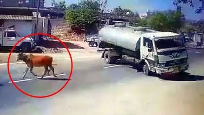 Tanker Lorry Sudden Brake Save A Cow Tanker Lorry Sudden Brake Save A Cow