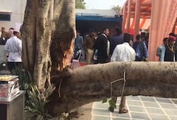 Tree drop in during Jaipur literature festival, six wounded