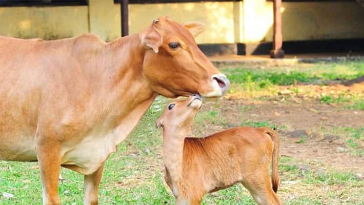 high price of cattle feed cattle farmers in crisis high price of cattle feed cattle farmers in crisis