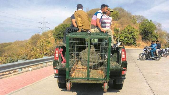 Crocodiles removed for seaplane to Unity statue Crocodiles removed for seaplane to Unity statue