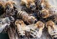 Bee attack during India A vs England Lions match fans hospitalised