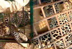 Karnataka: Leopard spotted in Bengaluru's ITC factory; forest officials capture and relocate animal