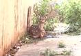 Deer chased by dogs takes shelter in Kolaramma temple video