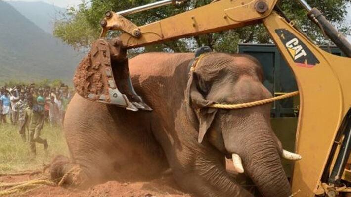 chinnathambi elephant again enter to village chinnathambi elephant again enter to village