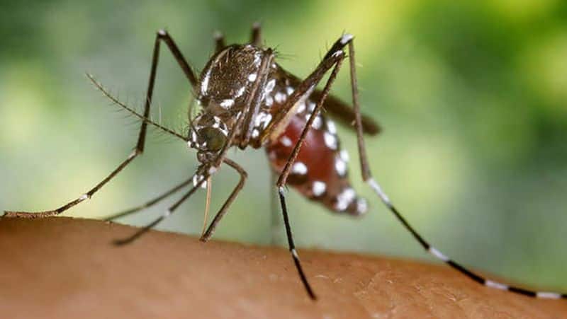 Symptoms cause and prevention for dengue fever