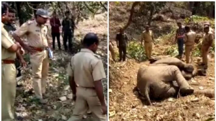 again elephant died in aaralam farm again elephant died in aaralam farm