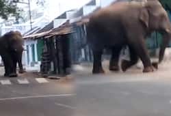 Wild elephant enters village in Tamil Nadu; people in panic