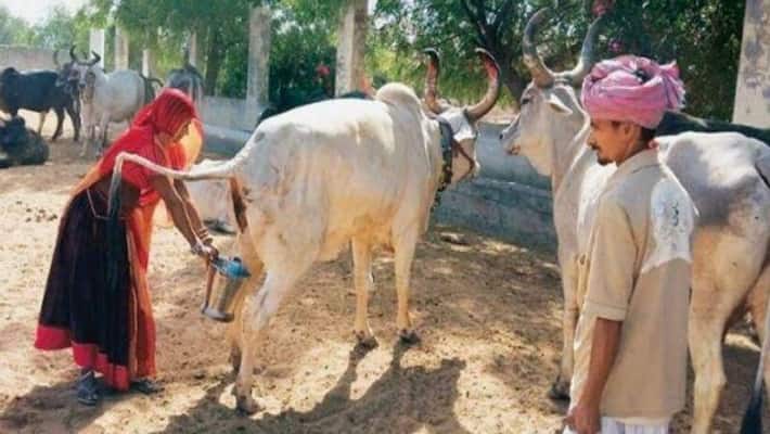 Chhattisgarh govt launches scheme to buy cow urine at Rs 4 per litre Chhattisgarh govt launches scheme to buy cow urine at Rs 4 per litre