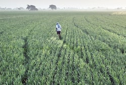 Budget 2019: Rs 6,000 per year for farmers with less than 2  hectares of land..