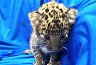 Leopard cub in check in baggage from Bangkok rescued Chennai Airport Kaja Moideen arrested