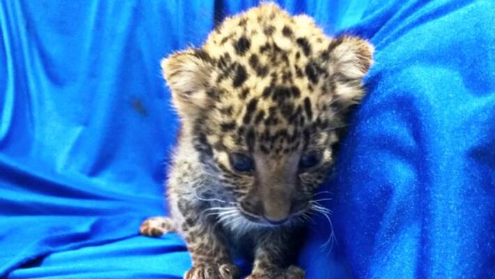 2 Cheetah cubs born at Columbus Zoo through IVF 2 Cheetah cubs born at Columbus Zoo through IVF