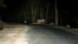 The tiger is seen with two cubs in Madhya Pradesh