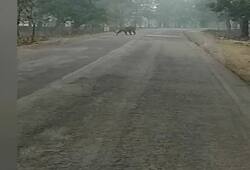 Tiger strolling on the road in Panna (video)
