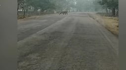 Tiger strolling on the road in Panna (video)