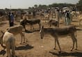 Pakistan will export donkey to china, Pakistan will get financial support