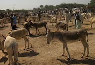 AK-47 and nuclear bombs are being sold at the donkey fair in Pakistan