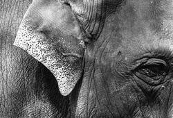 Kerala Oldest Asian elephant passes away at 88