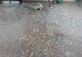 damages to crops due to rain and hail in saharanpur