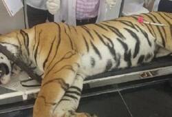 Tigress Avni killing Shooter gets clean chit from forest department closes Avni killing probe