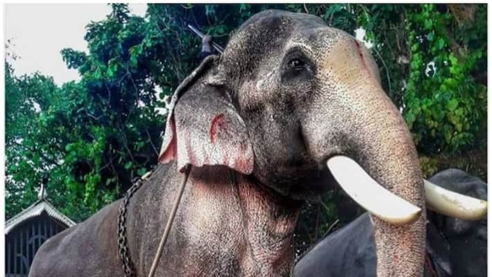 ban on parading tusker Thechikottukavu Ramachandran ban on parading tusker Thechikottukavu Ramachandran