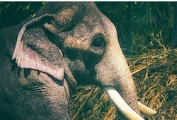 Elephant runs amok after cracker burst Kerala two killed
