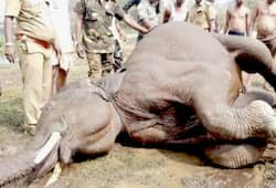 Tamil Nadu 15yearold elephant found dead Tirupur canal