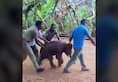 Tamil Nadu 1 year old elephant calf reunites with mother