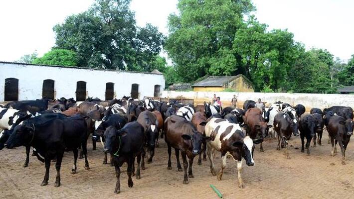 The death of the former chief minister is Beef The death of the former chief minister is Beef