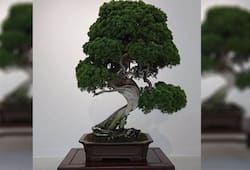 Farmer earned millions from Bonsai Bagia, example for others