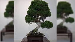 Farmer earned millions from Bonsai Bagia, example for others