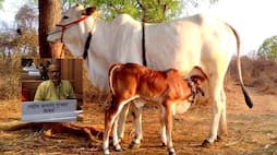 Cow husbandry is not compulsion it is necessity for healthy life
