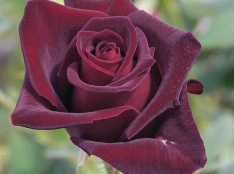 Burgundy Roses: Beauty